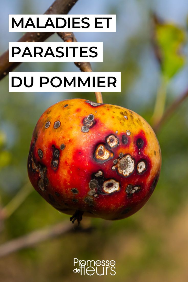 Apple Tree Diseases and Parasites villous