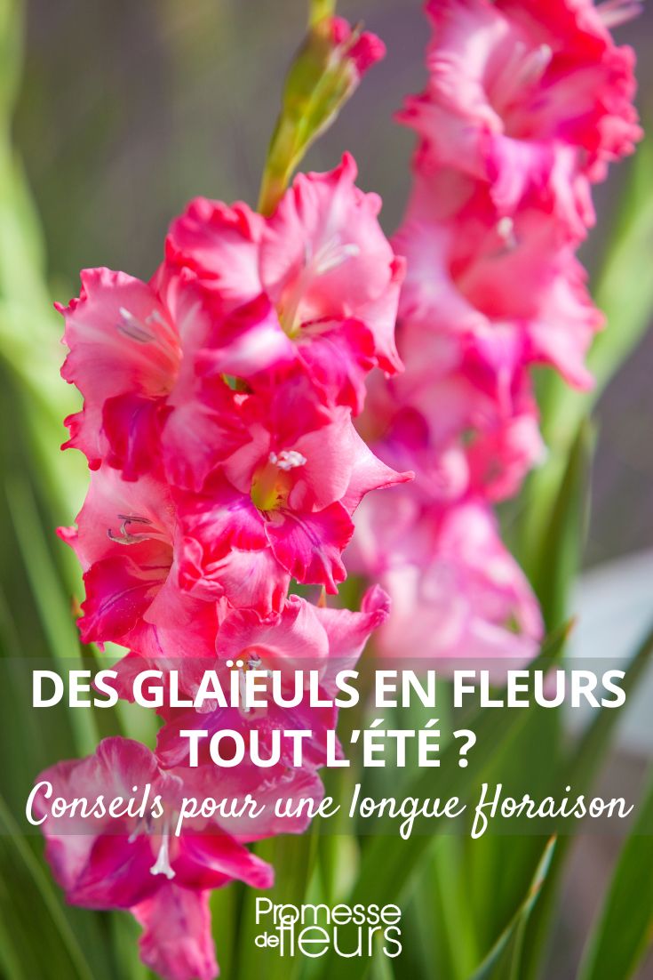 Our secrets to have flowering gladioli all summer long gladiolus