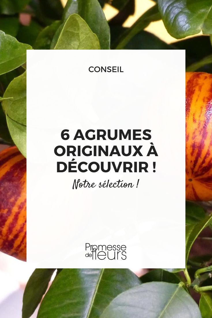 Our selection of citrus trees to discover! Citrus 'Doppio Sanguino'