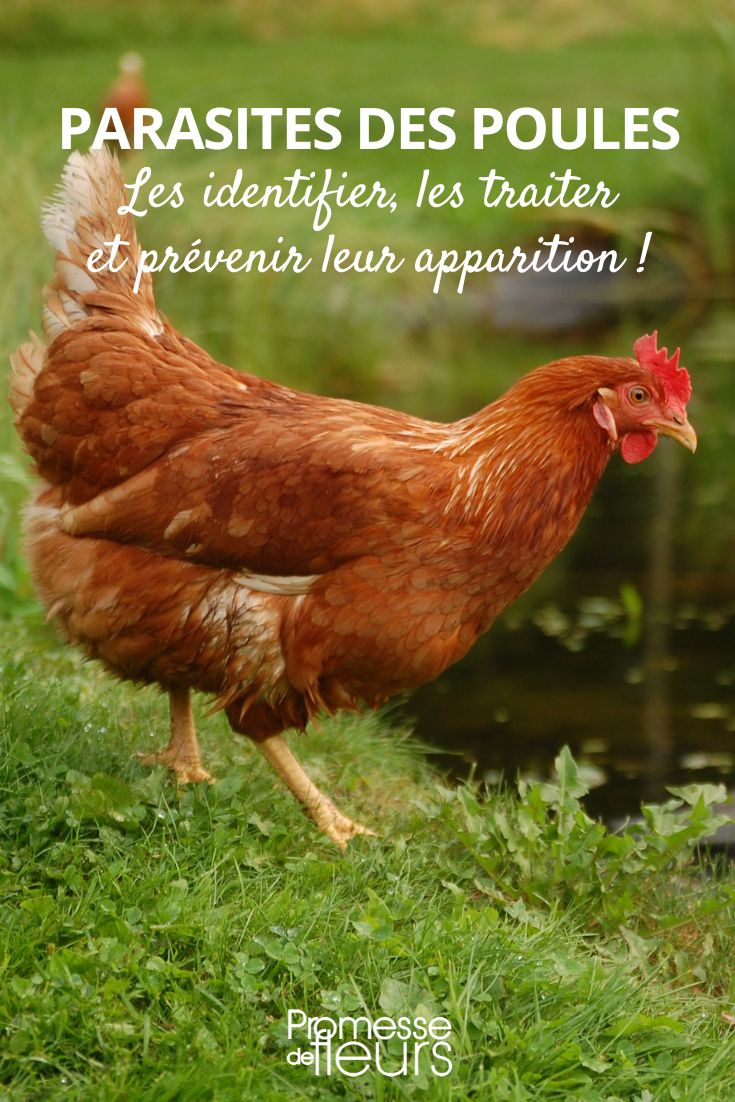 Parasites of Chickens: Identifying, Treating, and Preventing Their Appearance The parasites of the chicken coop