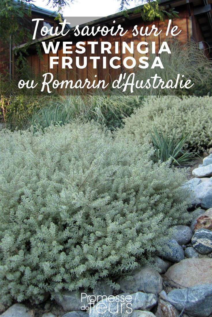 Westringia fruticosa Australian Rosemary