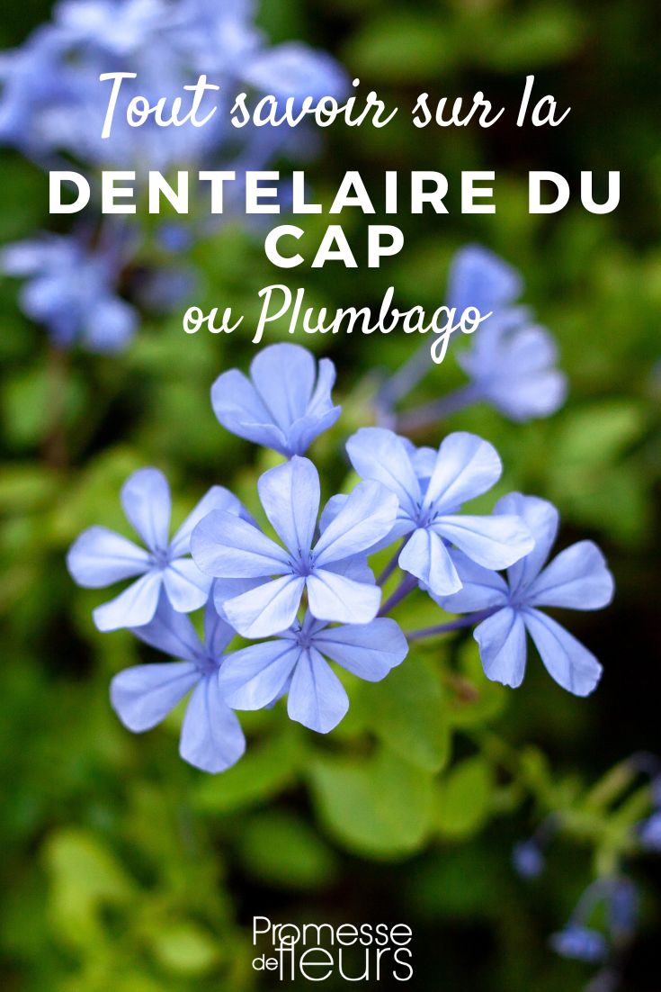 Plumbago dentelaire du cap
