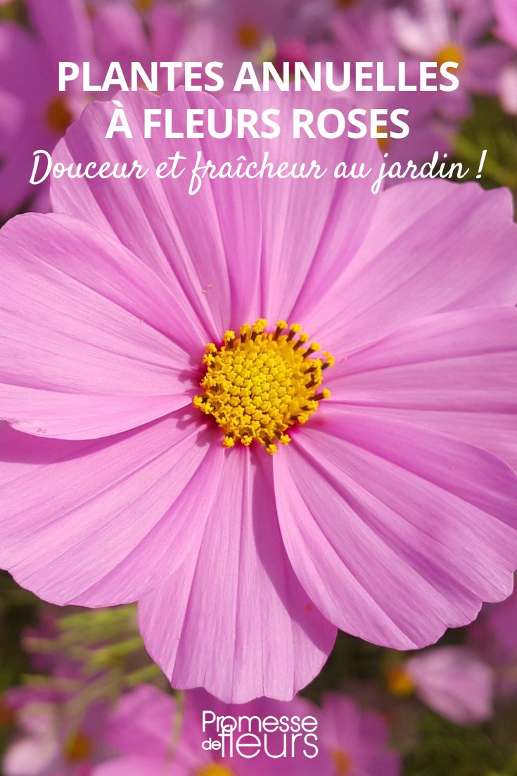 Cosmos Sonata Light Pink