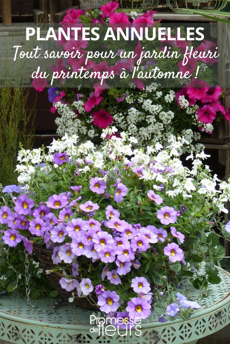 Annual plants: everything you need to know for a flower-filled garden from spring to autumn Garden Annuals for Hanging Baskets: Petunias and Calibrachoas