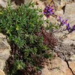 They grow on rocks: Discover lithophyte plants
