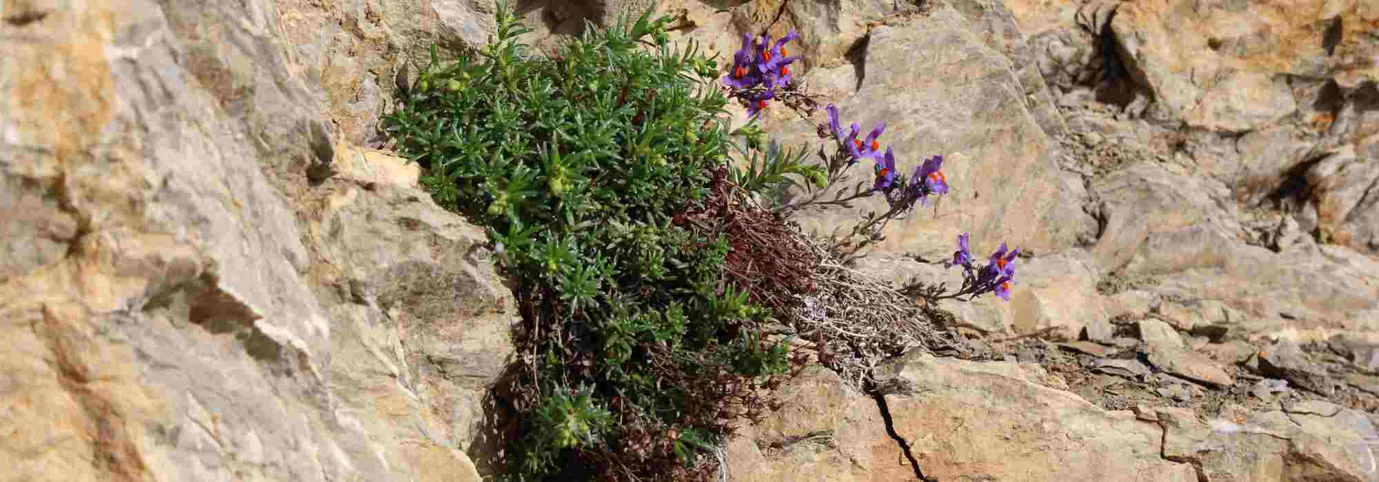 They grow on rocks: Discover lithophyte plants