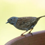 How to make a bird box using flower pots?