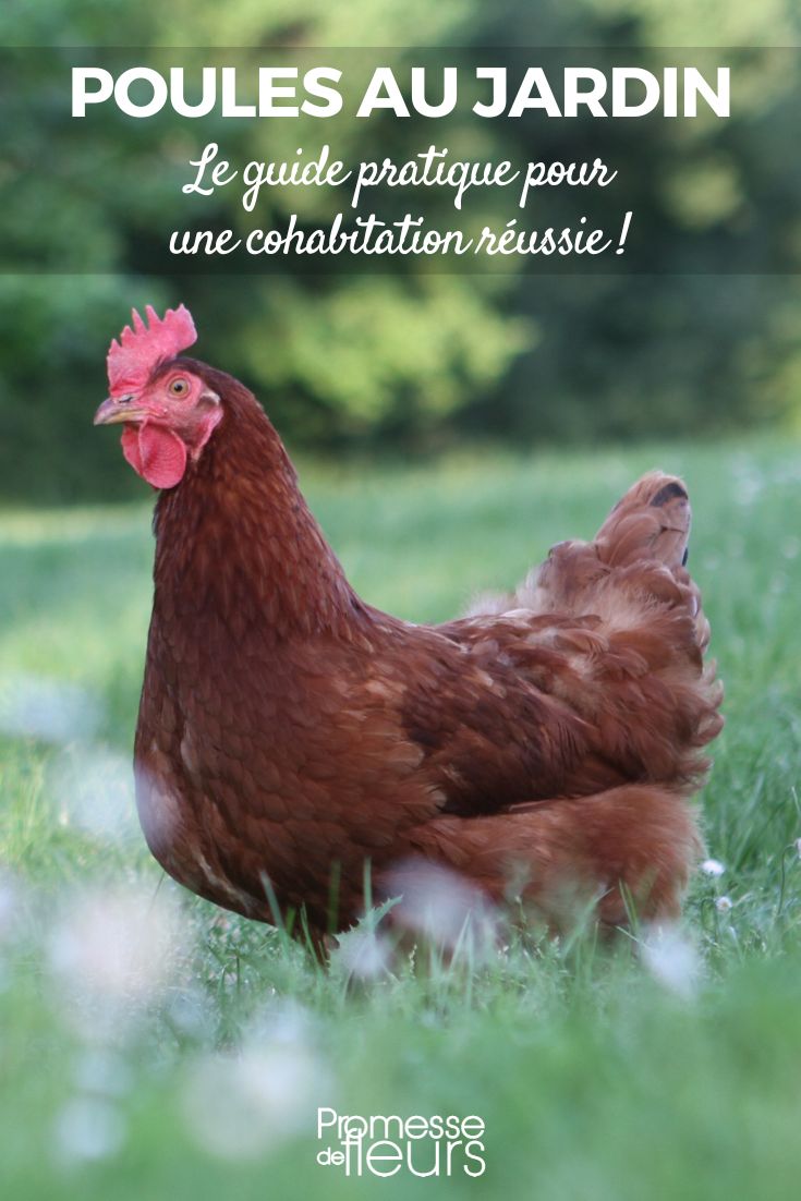 Chickens in the Garden: The Practical Guide for Successful Coexistence Chickens in the garden: how to cohabit optimally?