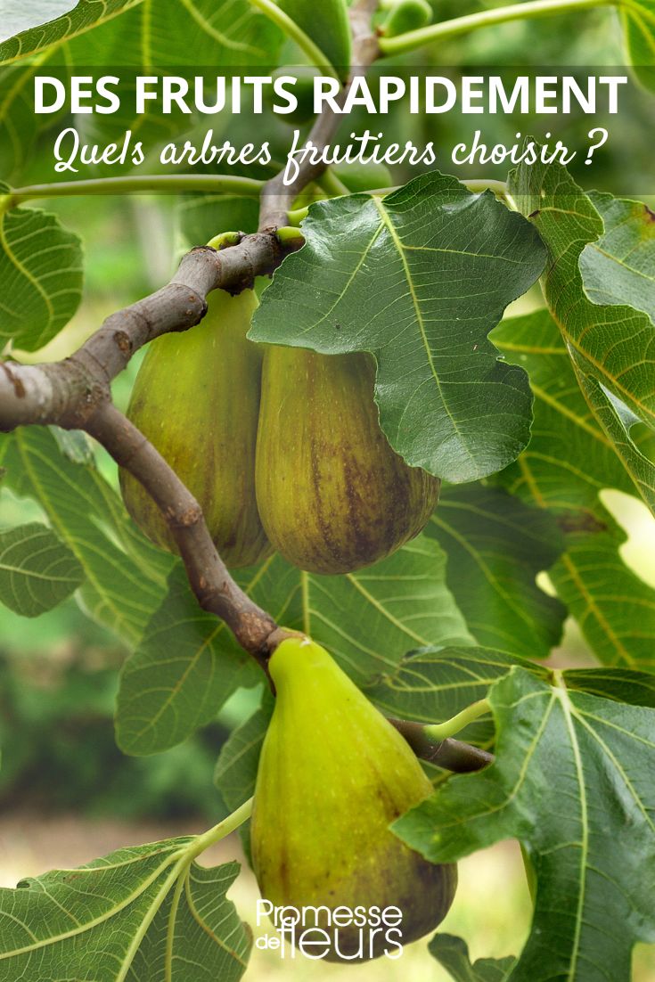 fig tree produces fruits quickly