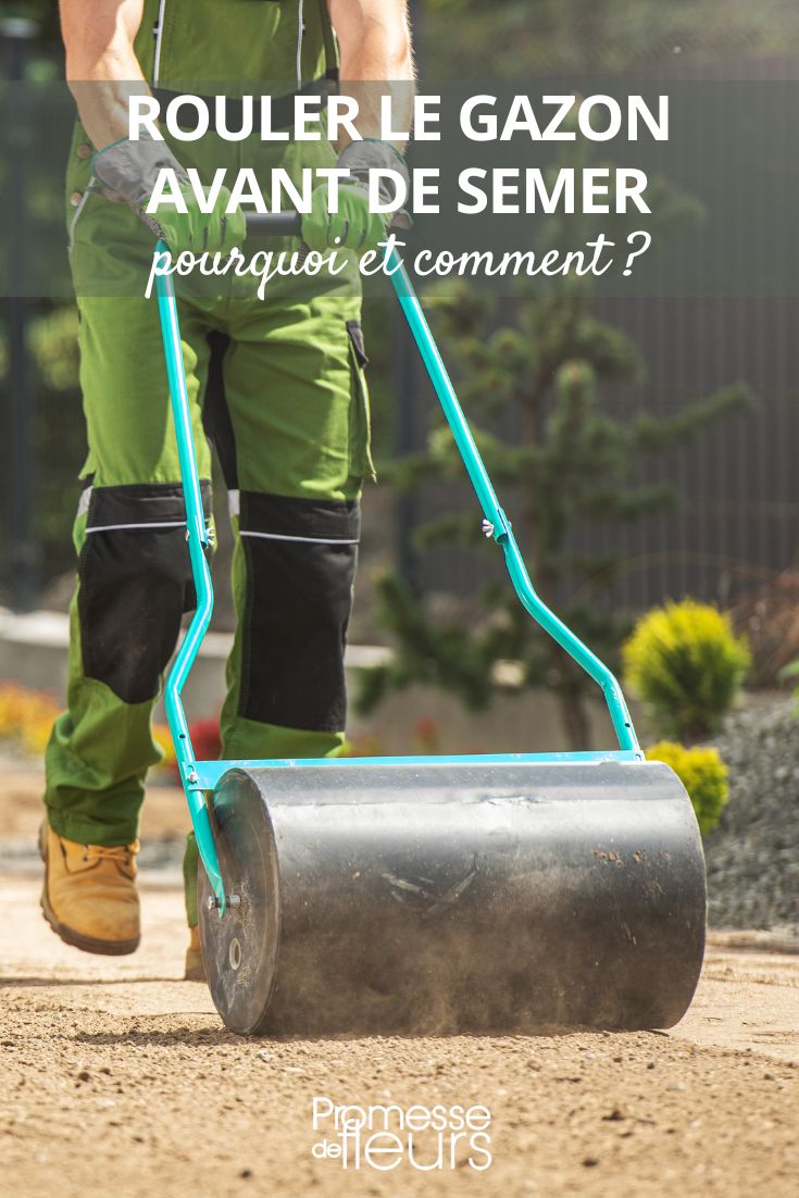 Rolling the lawn before sowing: why and how sowing a short grass meadow