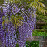 Create an opulent garden with an abundance of cascading flowers!