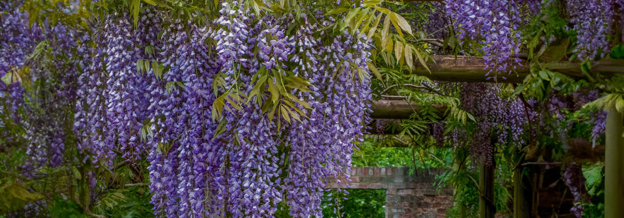 Create an opulent garden with an abundance of cascading flowers!