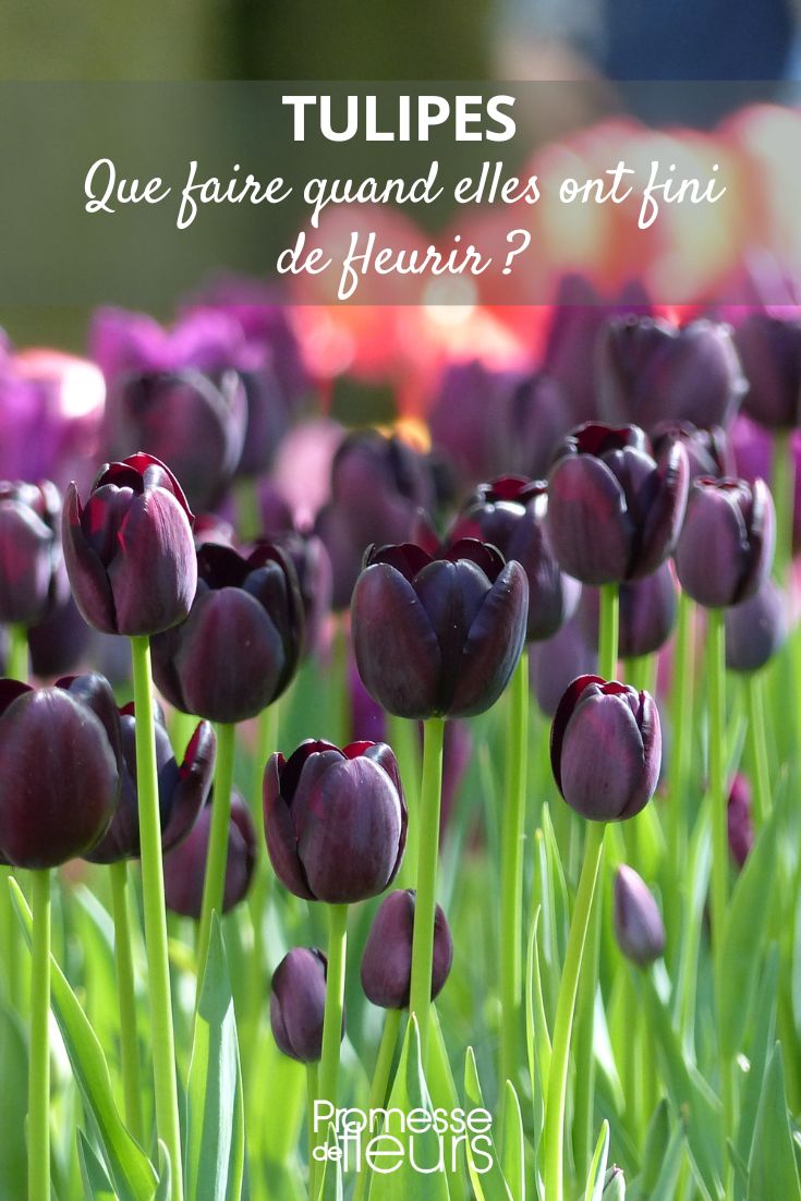 Tulips: what to do when they have finished flowering Tulip Queen of Night - Naked Queen