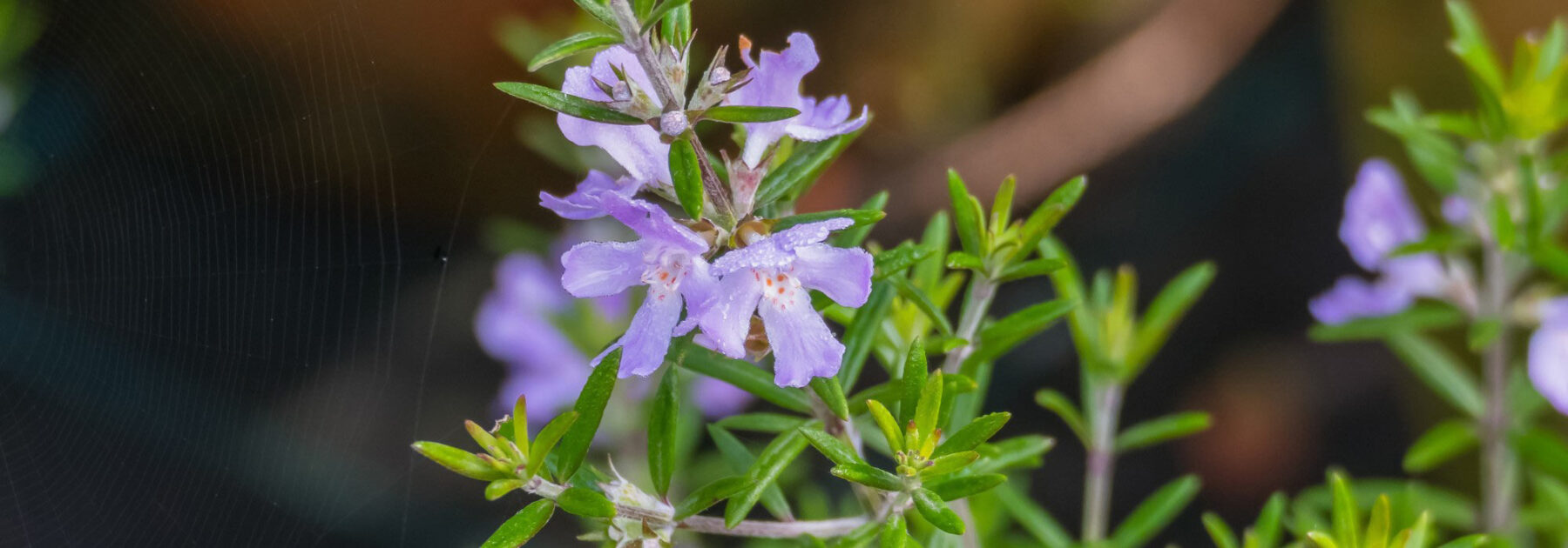Westringia fruticosa - Australian Rosemary: Planting, Growing and Care
