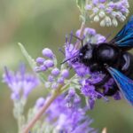 Violet carpenter bee: a gardener's valuable ally