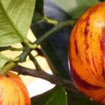 Our list of unusual citrus trees to discover!