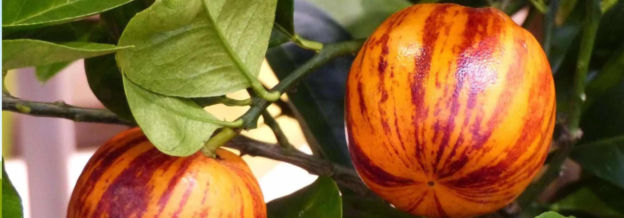 Our list of unusual citrus trees to discover!