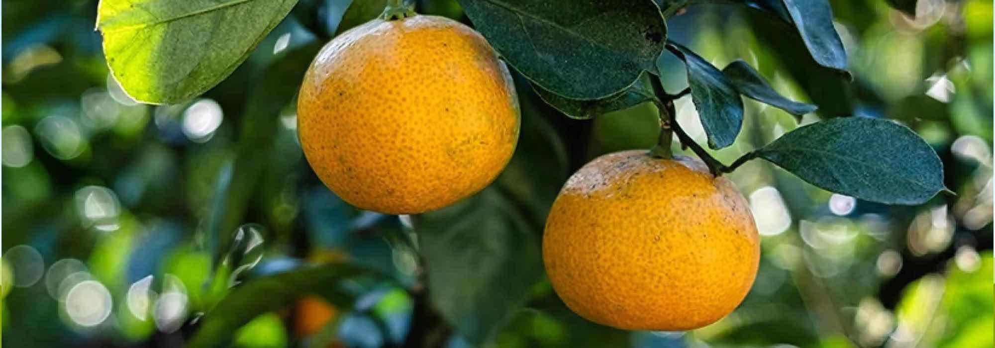 Our list of the tastiest citrus trees