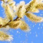 Pollen allergy: what to plant in your garden?