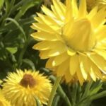 Enhance your garden with annuals for easy-to-grow cut flower arrangements