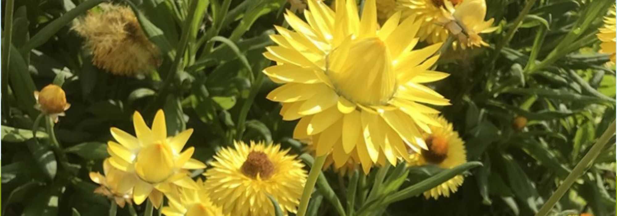 Enhance your garden with annuals for easy-to-grow cut flower arrangements