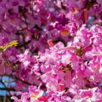 5 pink-flowering trees for a radiant garden!