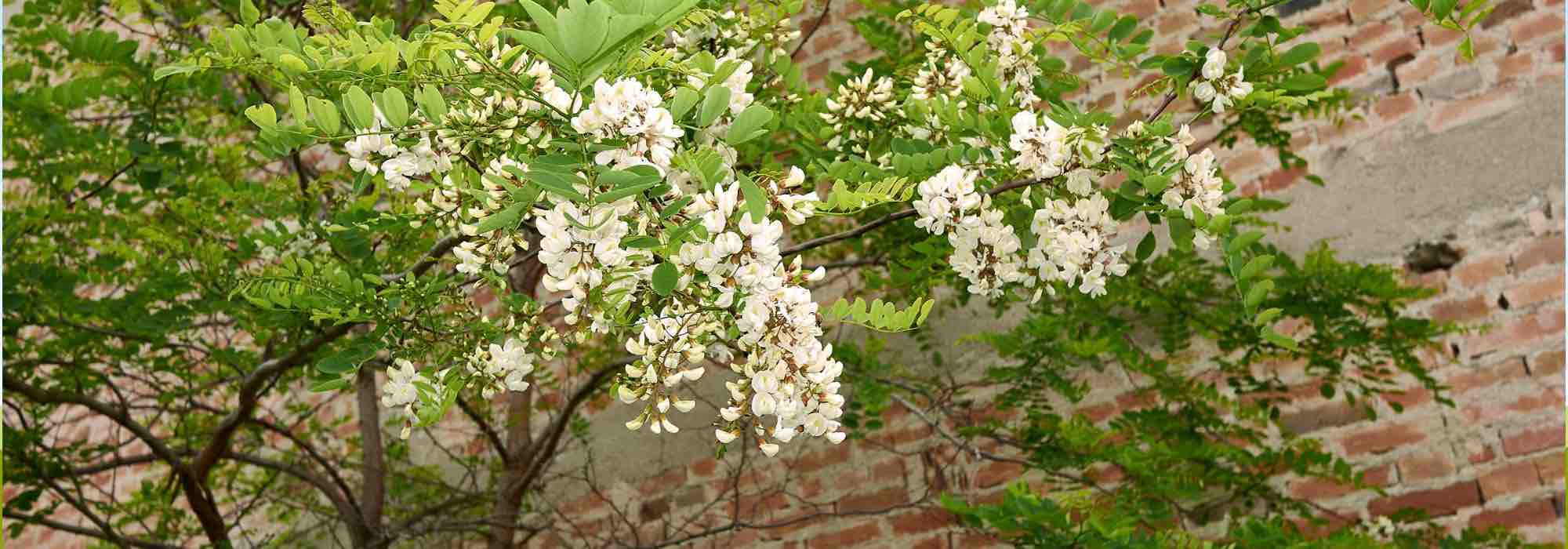 6 hardiest trees: the most resilient for a worry-free, low-maintenance garden.