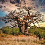 The giants of time: a journey to meet the oldest trees in the world