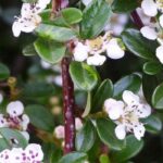 7 perfect dwarf shrubs to edge a path