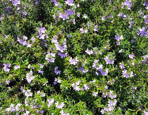 How to propagate Westringia or the Australian rosemary?