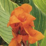 Our secrets to keep cannas flowering all summer long
