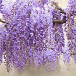 How to air-layer wisteria?
