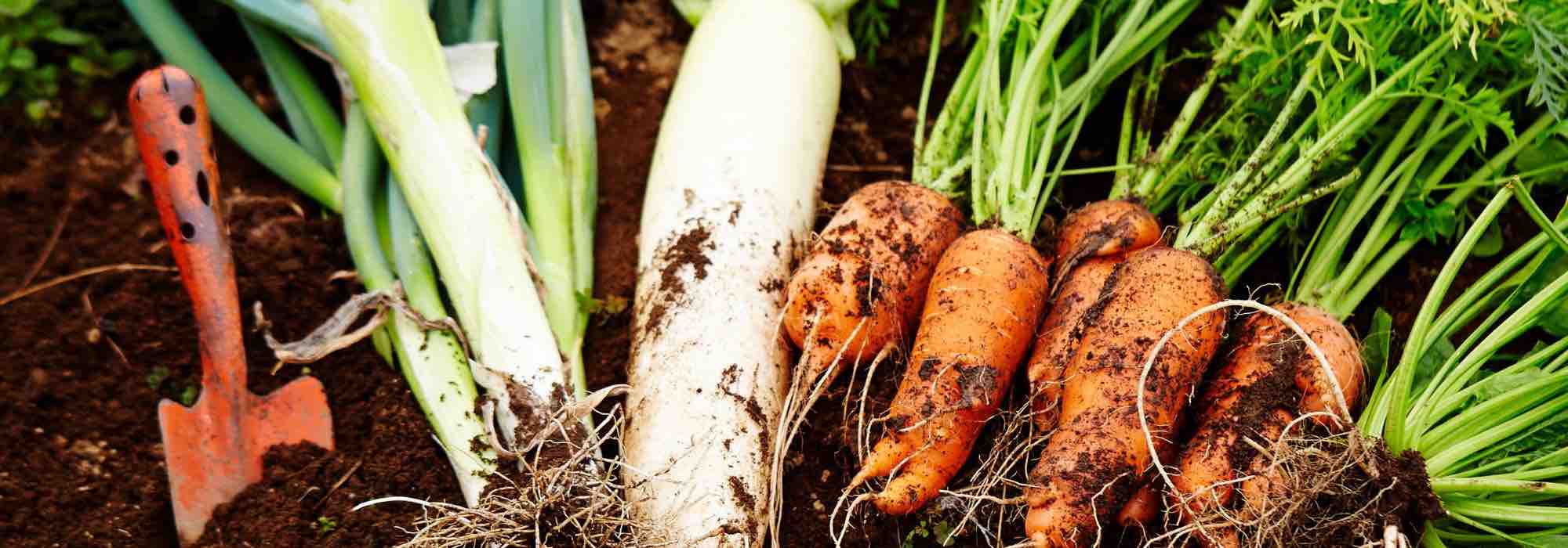What are the best companion plants for carrots?