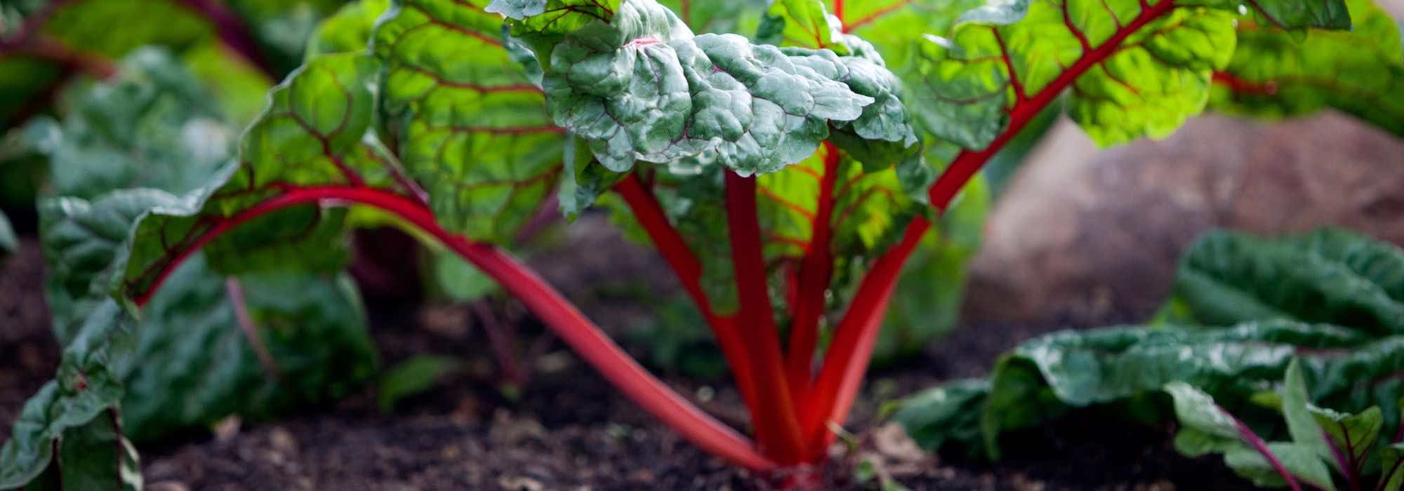 How to successfully grow Swiss chard?