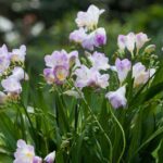 How to plant freesias properly?