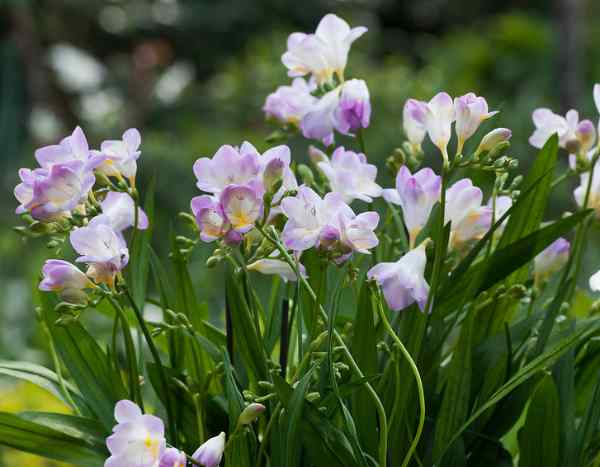 How to plant freesias properly?
