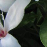 7 gladioli with exceptional flowering to brighten your garden