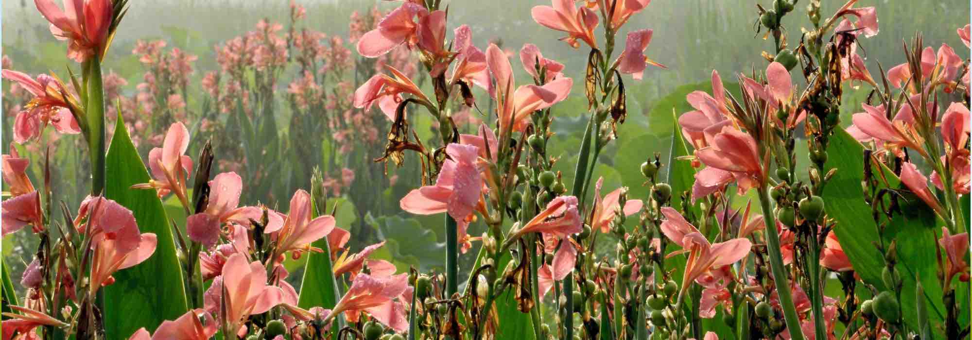 Our secrets for keeping gladioli in bloom all summer.