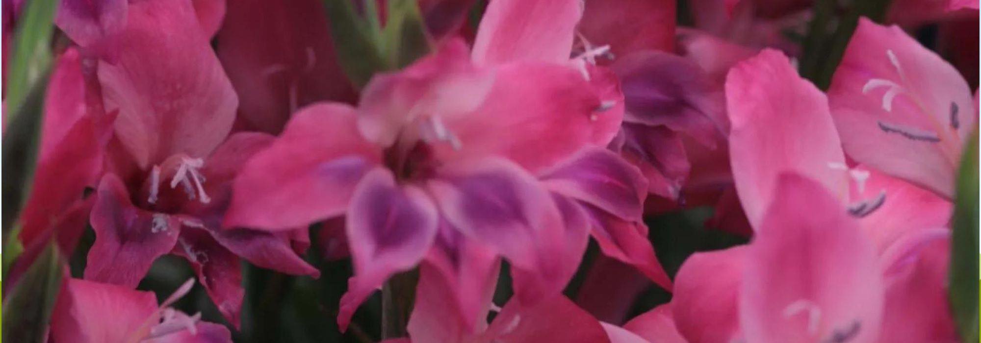 Discover our selection of the hardiest gladioli