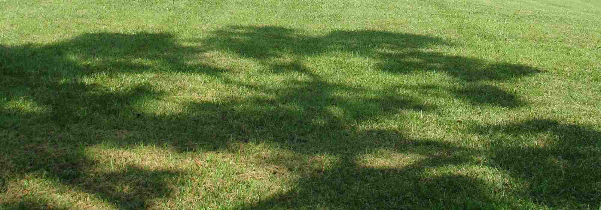 Dense or light shade: the trees you need!