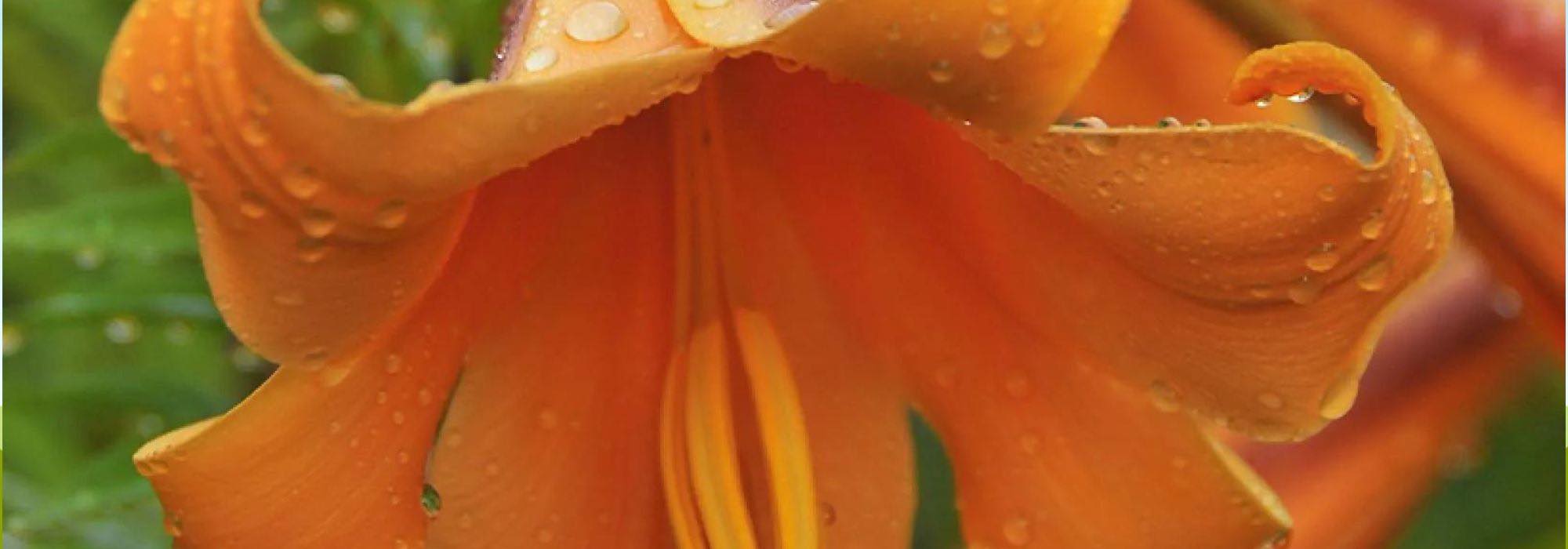 Discover Easter lilies