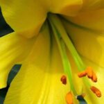 The most beautiful yellow-flowered lilies for a dazzling garden!