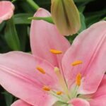 5 lilies with pink flowers for a romantic garden