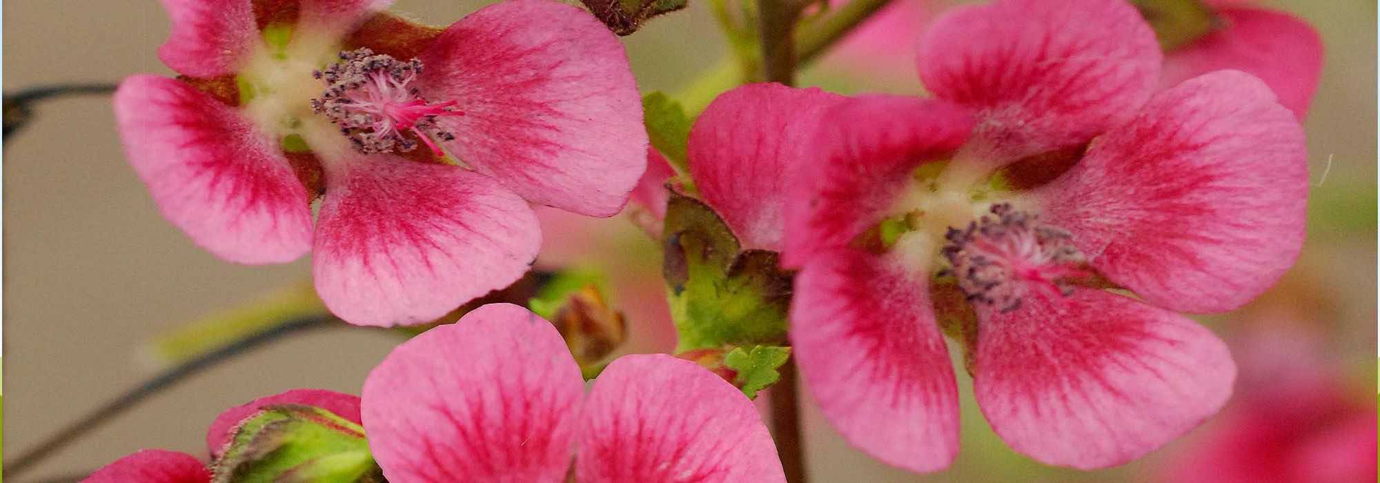 Diseases and parasitic pests of Anisodontea