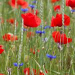 All you need to know about messicolous plants and harvest flowers