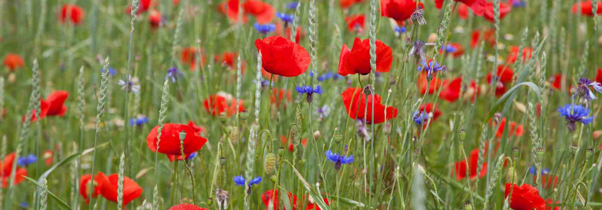 All you need to know about messicolous plants and harvest flowers