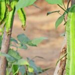 Easy and delicious to grow: the asparagus pea, a vegetable to discover