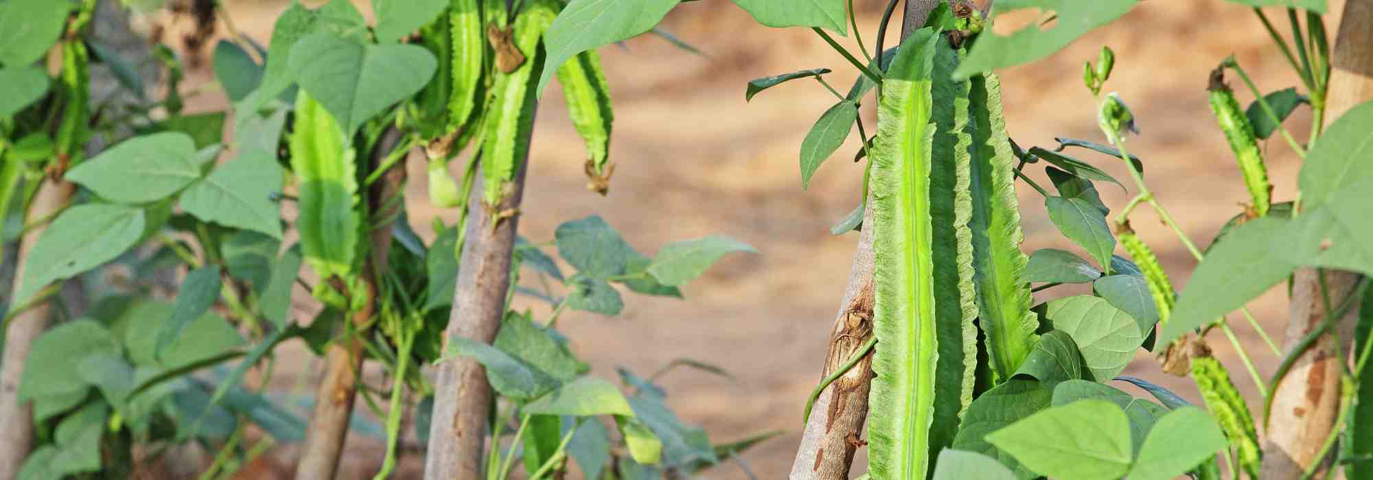Easy and delicious to grow: the asparagus pea, a vegetable to discover