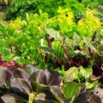 How can you transform fallow land into a productive vegetable garden?