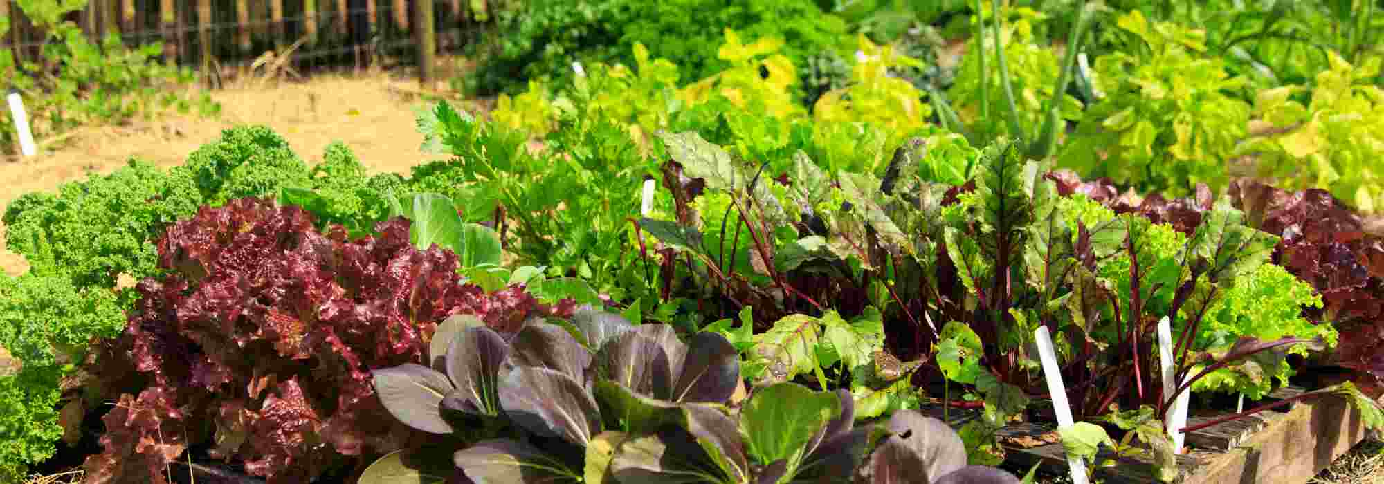 How can you transform fallow land into a productive vegetable garden?